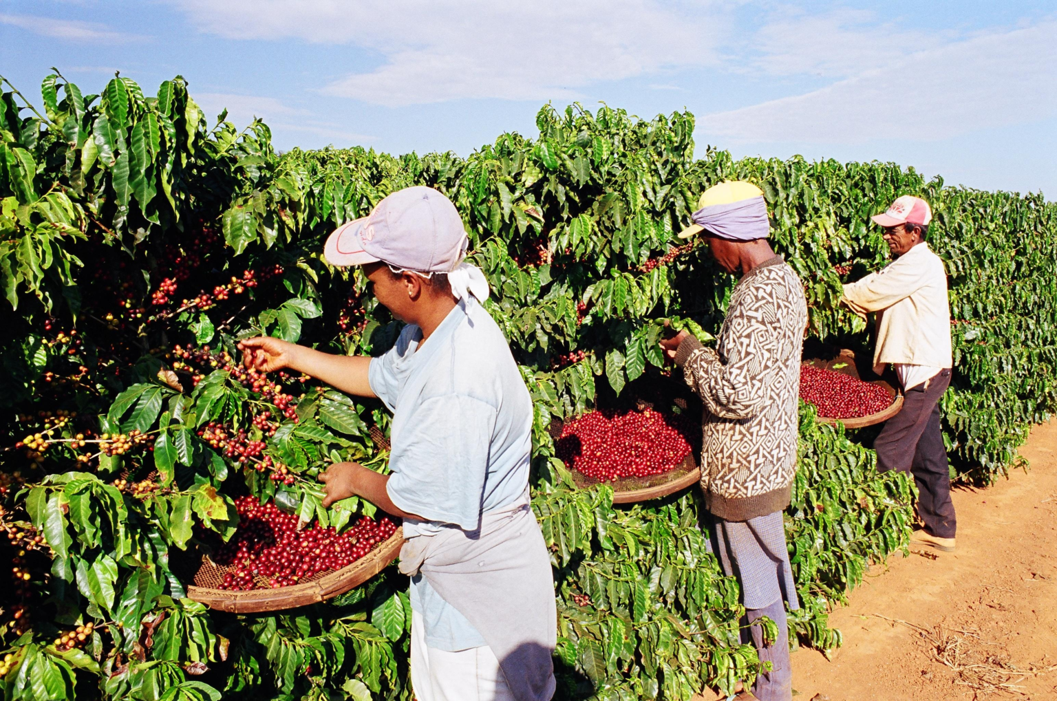 Урожайность азии. Плантации кофе в Бразилии. Кофейные плантации в Бразилии. Бразилия плантации собиратели кофе. Плантации кофе Южной Америки.