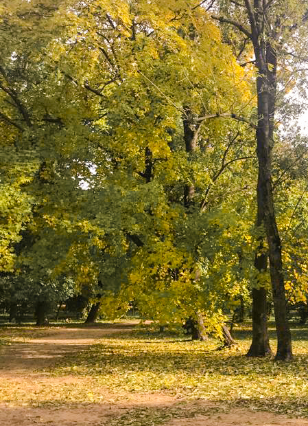 осень в парке